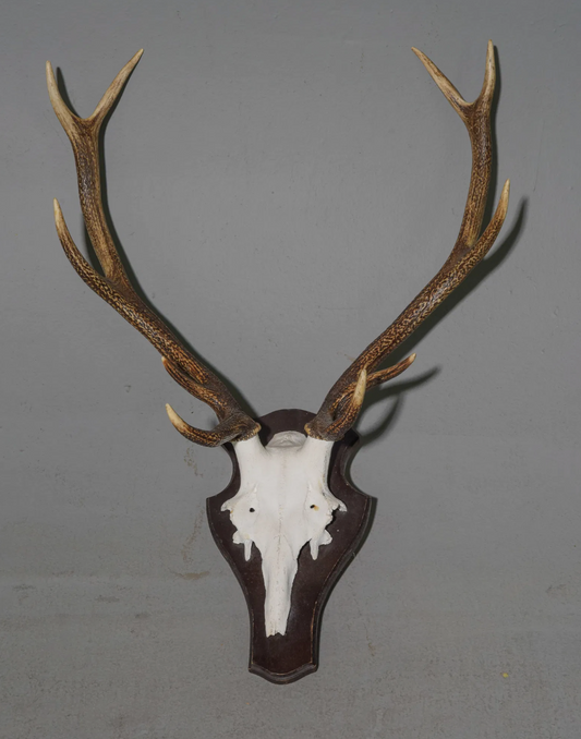 Red Stag 10 Point Skull Mount 24x15x36"h
