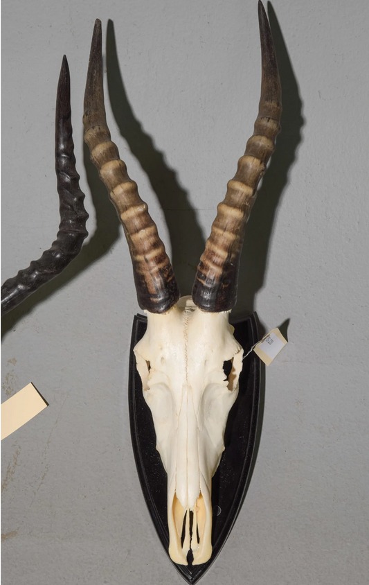 Ebros Horned Skull 9x9x27"h