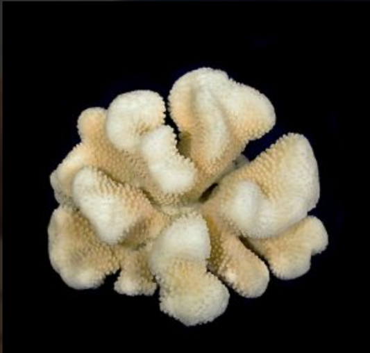Cauliflower Coral 10-12"