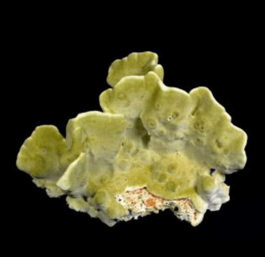 Fire Slab Coral 7-9"