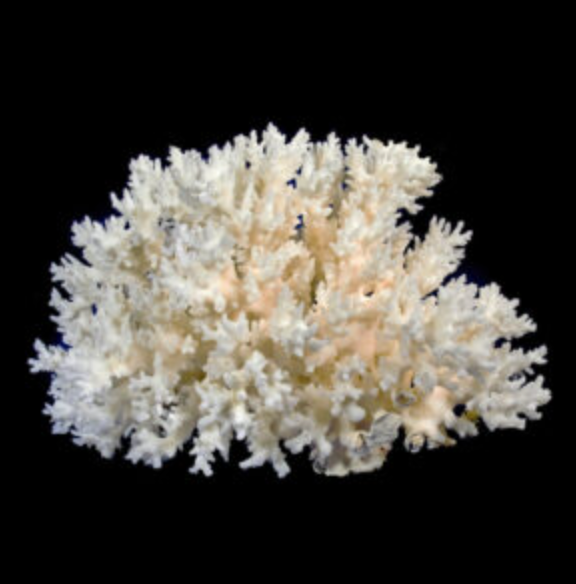 Lace Coral 5-7"