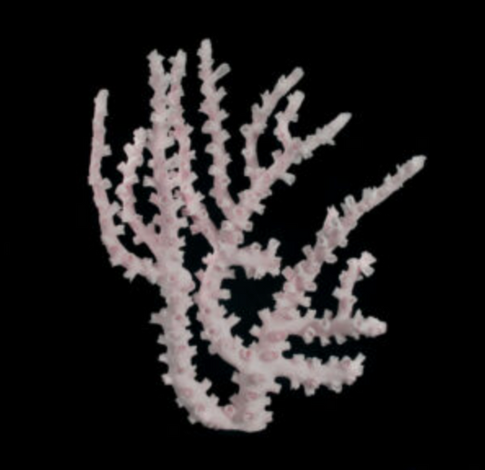 Octopus Coral 14"+
