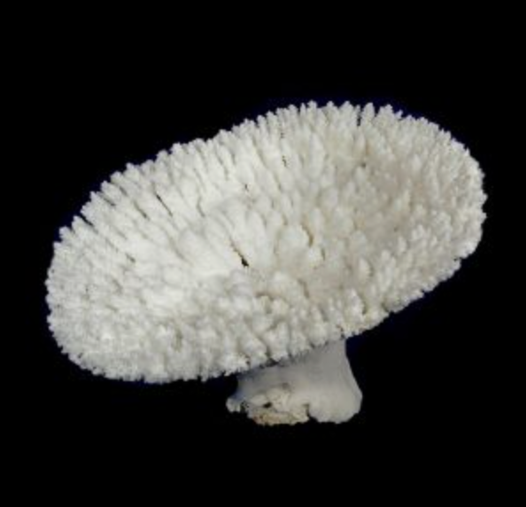 Table Coral 20"+