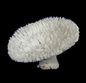 Table Coral 20"+