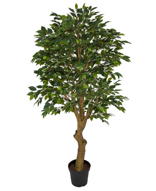 6' Ficus Tree w/ Synthetic Trunk