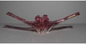 Pink Murano Art Glass Bowl 26"w