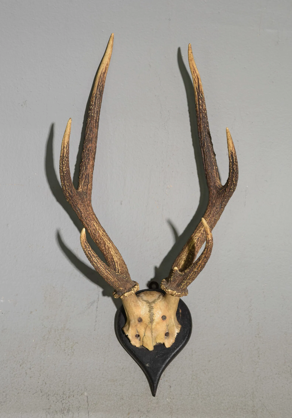 6 Point Buck Wall Mount