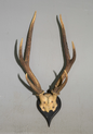 6 Point Buck Wall Mount