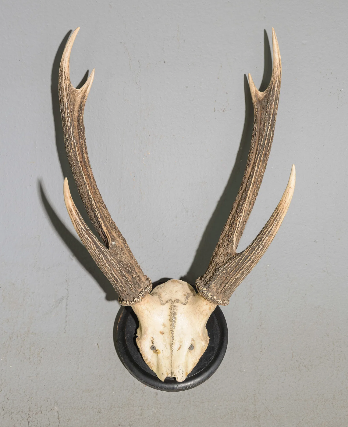 4 Point Stag Skull Wall Mount - 15 x 11x25"h