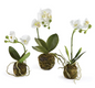 Mini Dendrobium Orchid Drop Ins Asst.