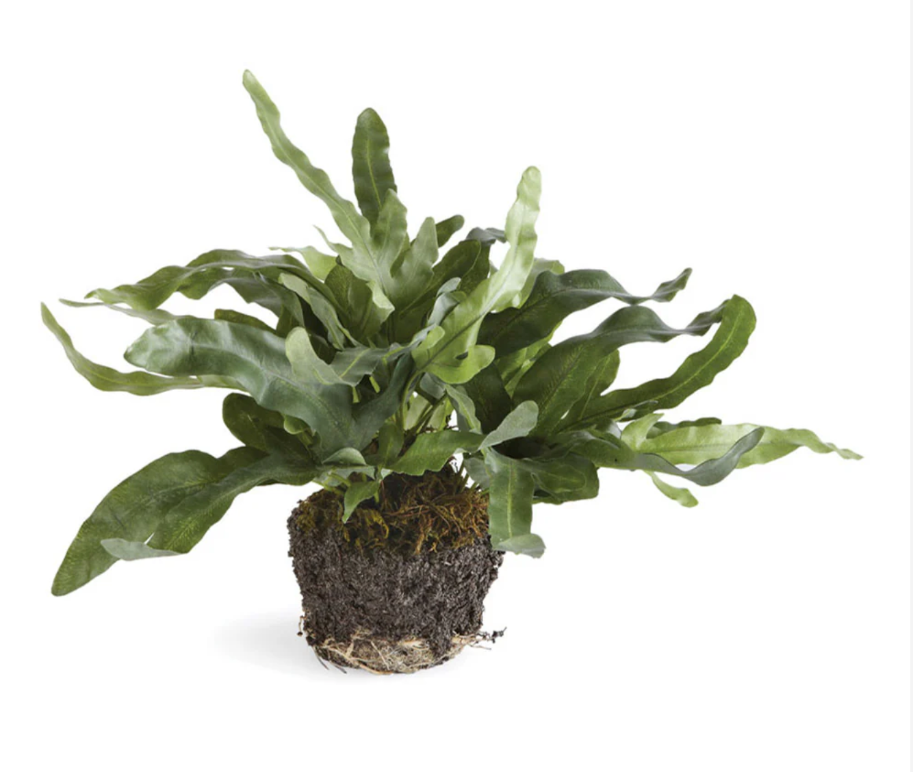 Echeveria Fern Drop In 11.5"