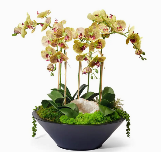 Green Orchid in Metal Bowl 24"