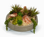 Succulents w/ Red Calcitel 13"d x 9"h