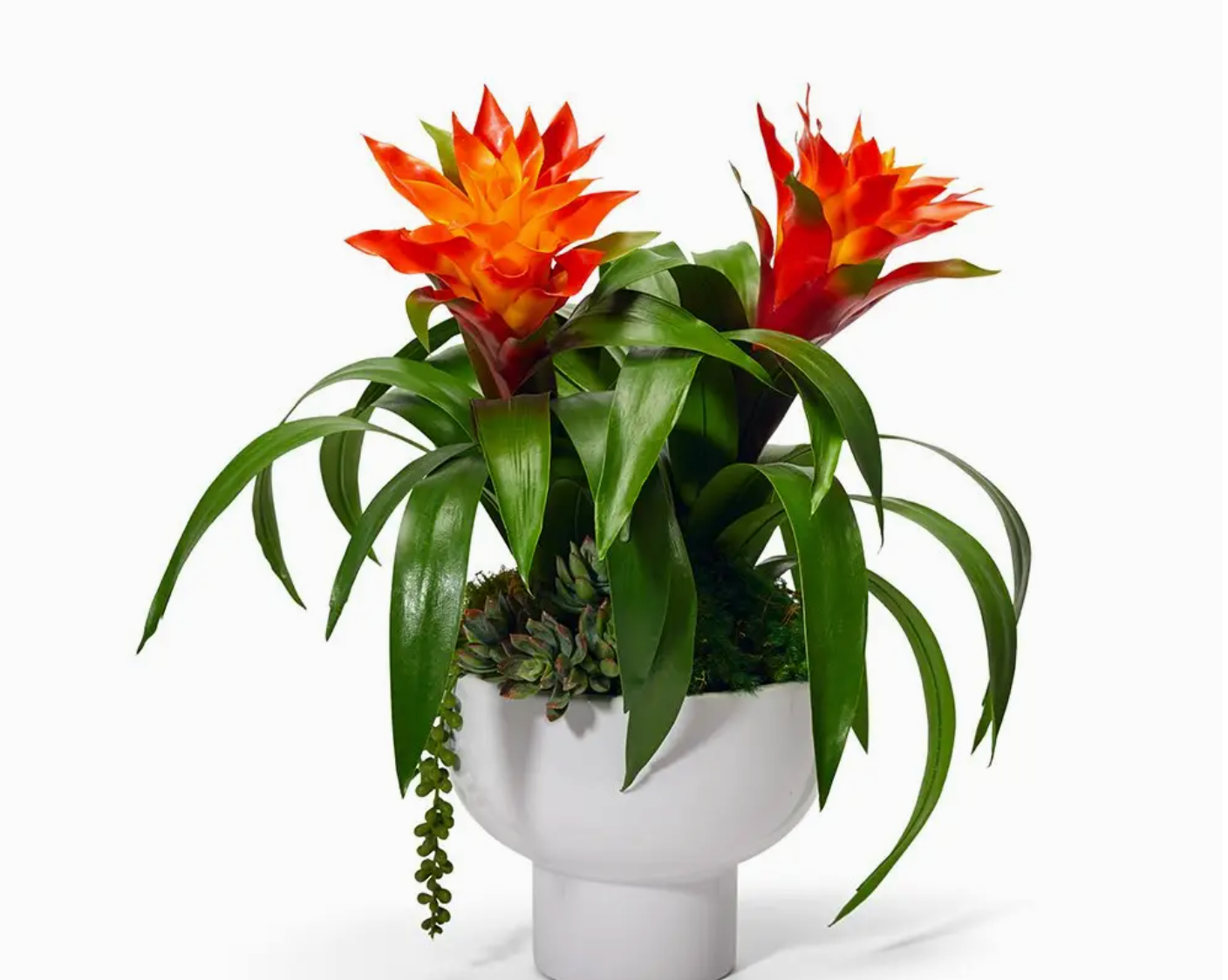 Orange Bromeliads in White Ceramic 16"h