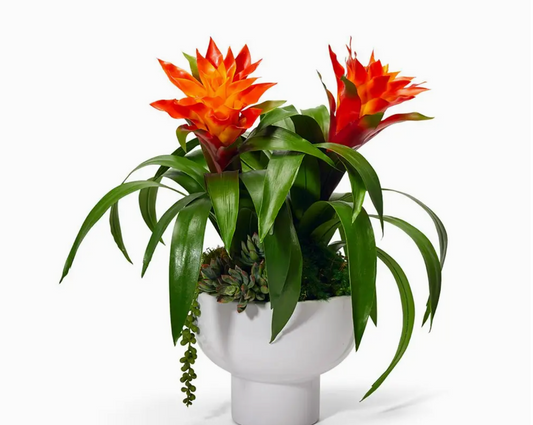 Orange Bromeliads in White Ceramic 16"h
