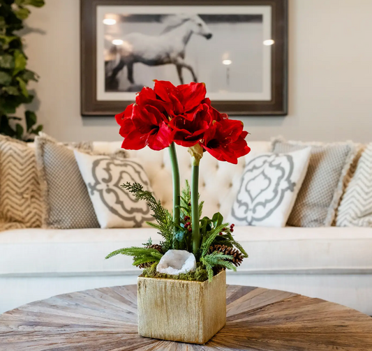 Red Double Amaryllis Arrangement 20"h