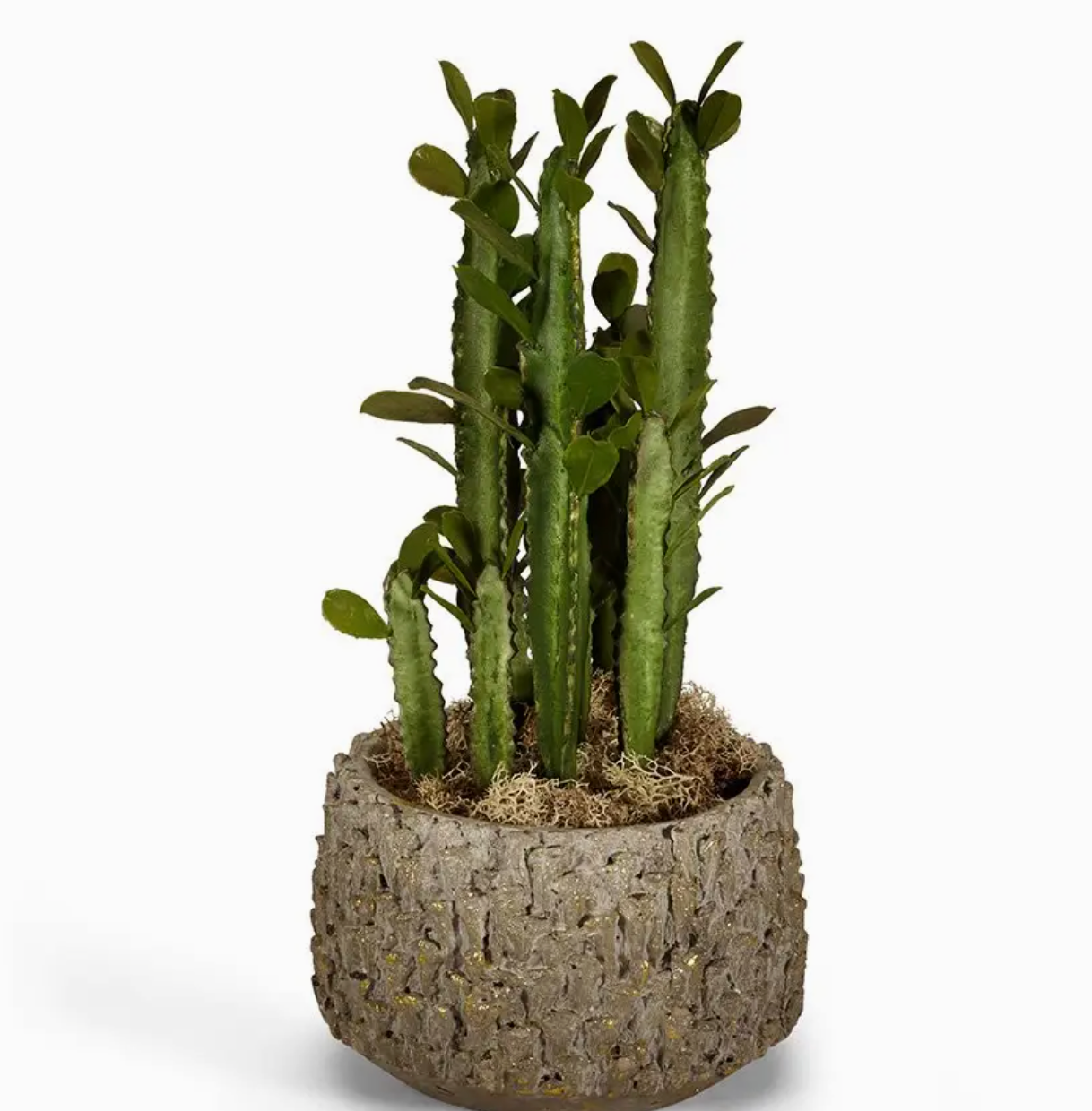 Pencil Cactus in Clay Pot 12"h