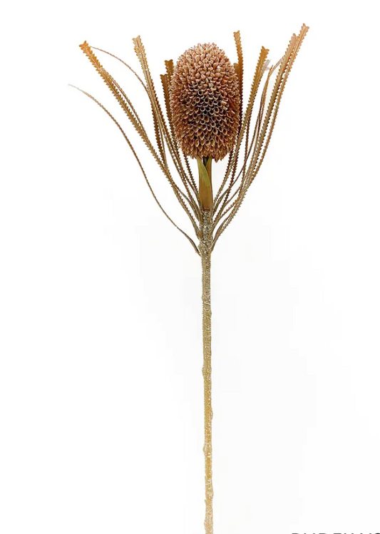 Banksia Protea Coffee 27.5"