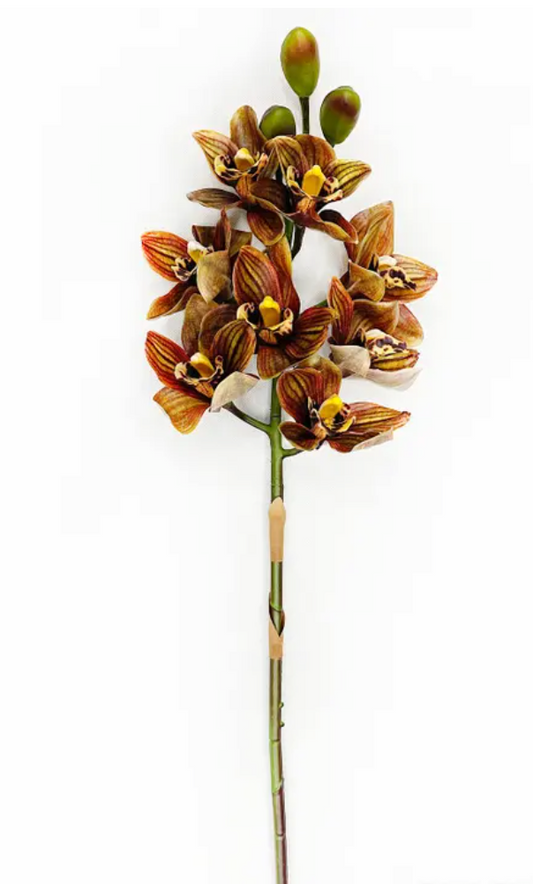 Cymbidium Orchid Tiger Eye 31.5"