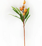 Loquat Stem 23"