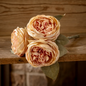 English Rose Bouquet Blush 12"