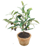 Piccolino Potted Olive Tree