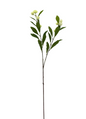 Button Bush Stem 35.5"h