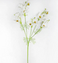 White Cosmos Stem 45"h