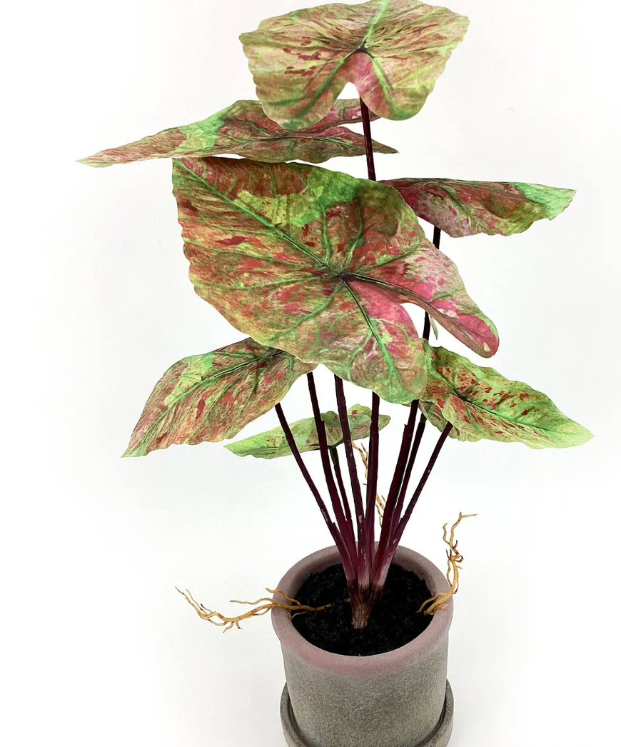Potted Caladium Plant 16"