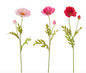 23" Real Touch Poppy Stem - Pink