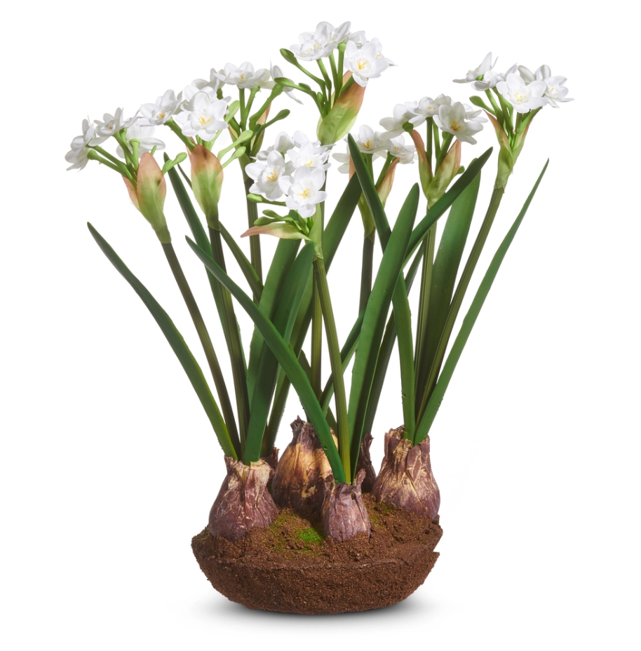 Narcissus Drop In 15"h