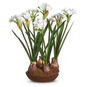 Narcissus Drop In 15"h