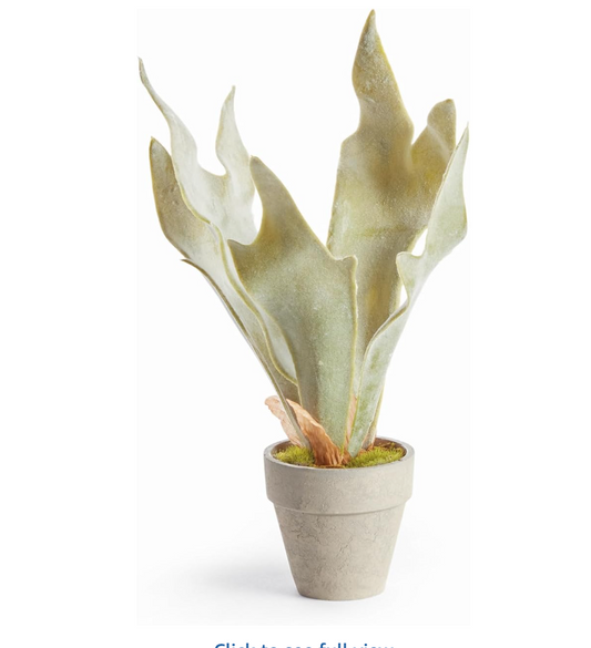 Mini Staghorn Fern Potted 11"