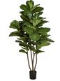 78" Fiddle Leaf Fig Tree