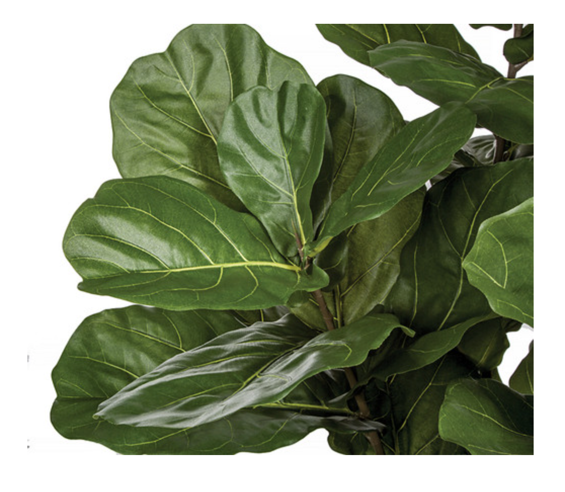 78" Fiddle Leaf Fig Tree