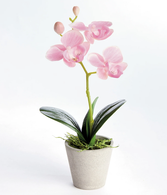 Mini Pink Phalaenopsis 9"h