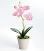 Mini Pink Phalaenopsis 9"h
