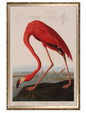American Flamingo 40x58"h