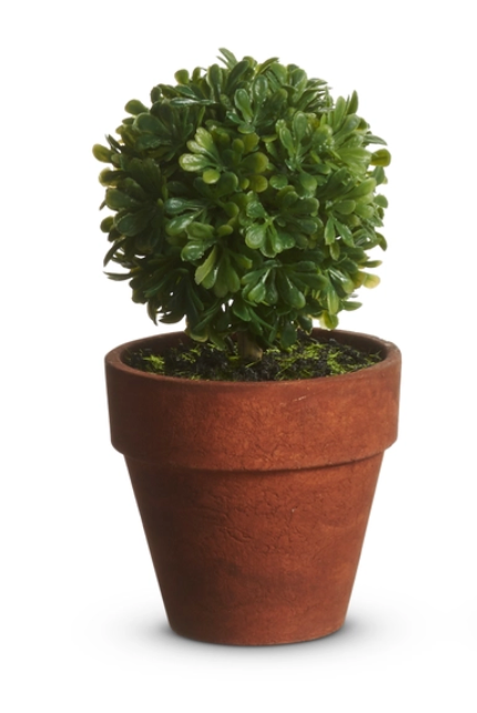 Potted Mini Boxwood Topiaries