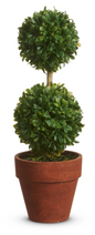 Potted Mini Boxwood Topiaries
