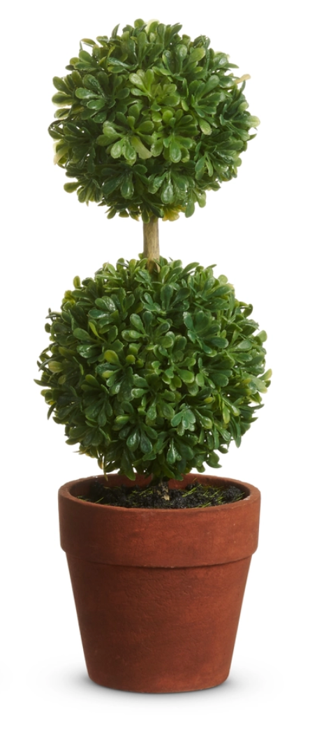 Potted Mini Boxwood Topiaries
