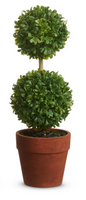 Potted Mini Boxwood Topiaries