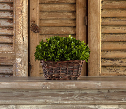 MD Boxwood Hedge