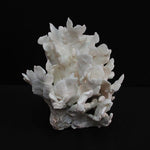 Cactus Coral 12-15"+