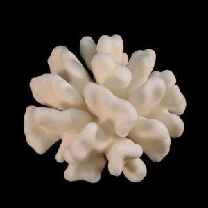Elkhorn-Pacific Coral 10-12"