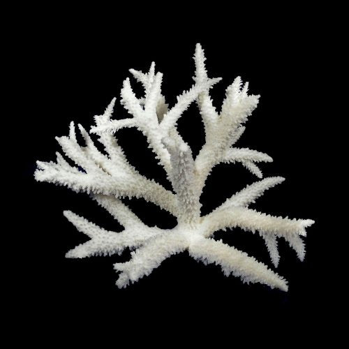 Staghorn Coral 15+