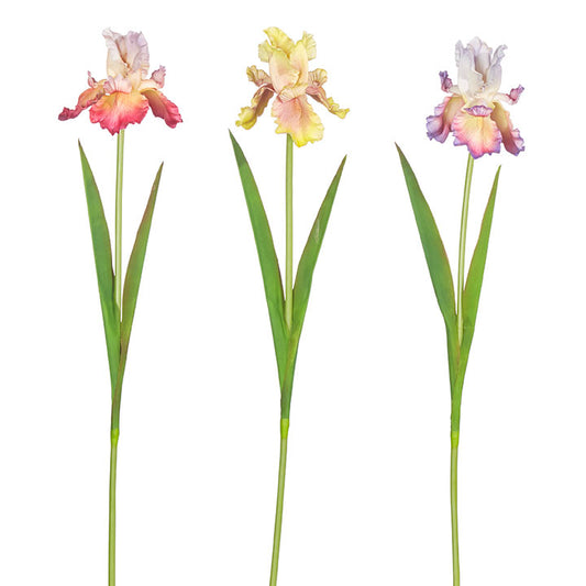 30.5" Real Touch Iris