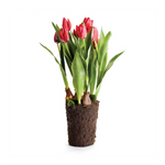 Tulip Drop In Red 22"