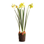 Daffodil Drop-In 24"