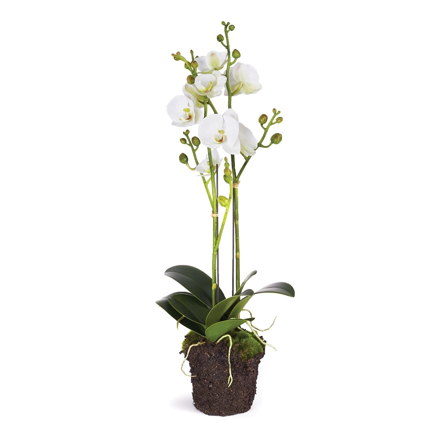 Phalaenopsis X 2 Drop In 23"